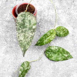 Hoya Caudata Aceh High Splash 