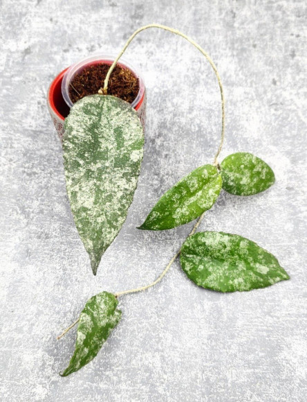 Hoya Caudata Aceh High Splash 