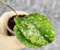 Hoya Sp Kalbar 