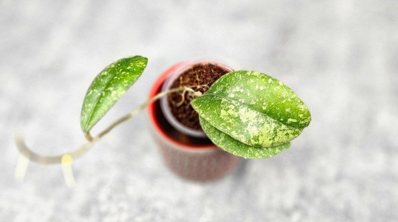 Hoya Sp Kalbar Hoya Sp Kalbar