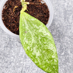 Hoya Rundumensis Silver 