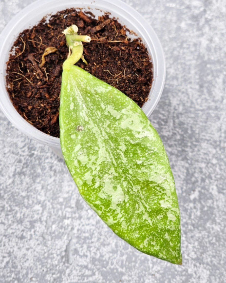 Hoya Rundumensis Silver 