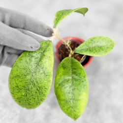 Hoya Forbesii Silver  