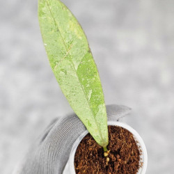 Hoya Kaikoeana High Splash 