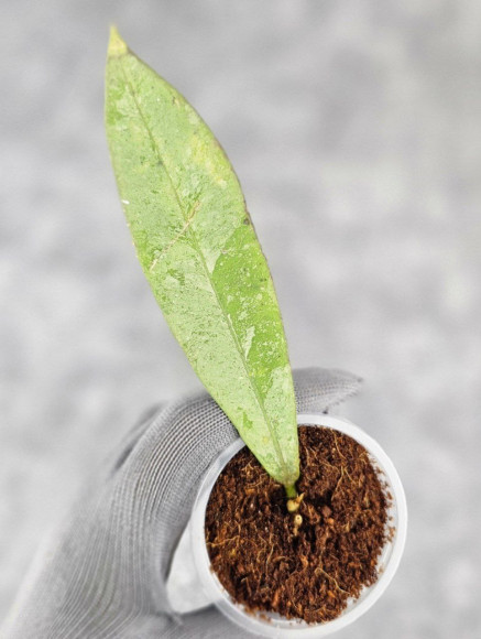 Hoya Kaikoeana High Splash Hoya Kaikoeana High Splash