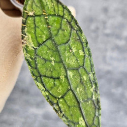 Hoya Clemensiorum Aceh #015                                 