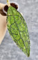 Hoya Clemensiorum Aceh #015                                 