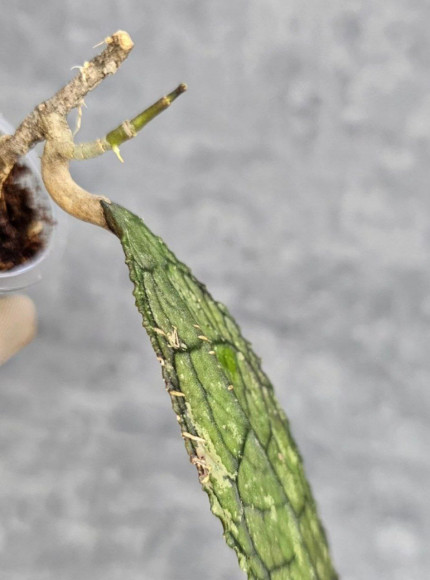 Hoya Clemensiorum Aceh #015                                 