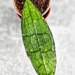 Hoya Clemensiorum Aceh ar #053