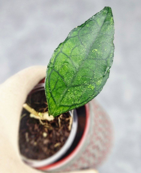 Hoya Clemensiorum Sarawak #002     