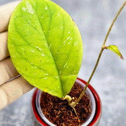 Hoya Tanggamus Round