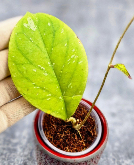 Hoya Tanggamus Round