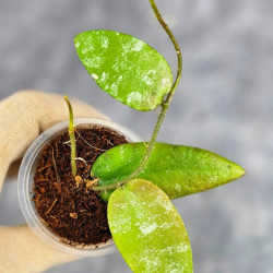 Hoya Caudata Aceh Red Leaf    