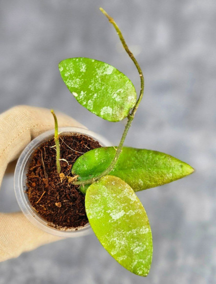 Hoya Caudata Aceh Red Leaf    