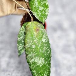 Hoya Caudata Aceh High Splash  