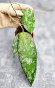 Hoya Caudata Aceh High Splash  