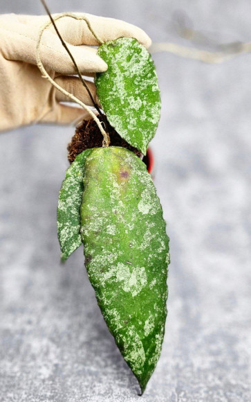 Hoya Caudata Aceh High Splash  