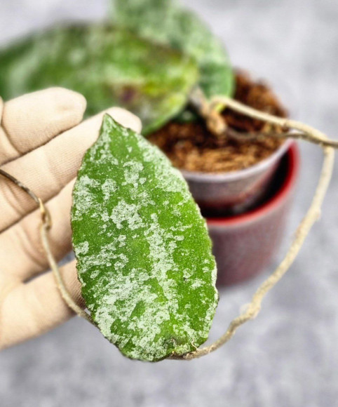 Hoya Caudata Aceh High Splash Hoya Caudata Aceh High Splash