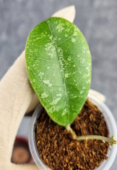Hoya Sp Kalbar 