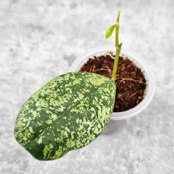 Hoya Deykeae Morning Day Silver 