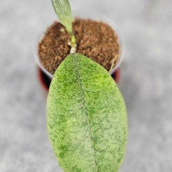Hoya Forbesii Silver 