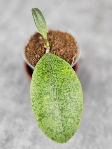 Hoya Forbesii Silver Hoya Forbesii Silver