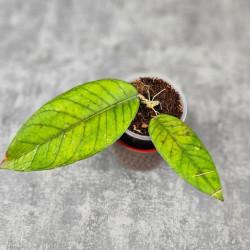 Hoya Sp.Aceh No Id 02 