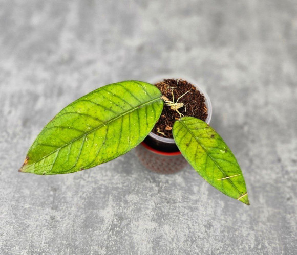 Hoya Sp.Aceh No Id 02 Hoya Sp.Aceh No Id 02