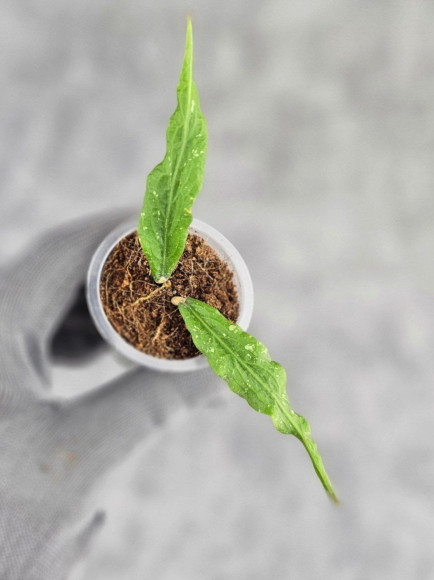 Hoya Sp Aceh Z3 Hoya Sp Aceh Z3