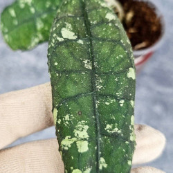 Hoya Clemensiorum Aceh #018                                 