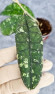 Hoya Clemensiorum Aceh #018                                 