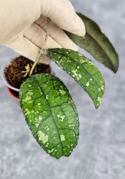 Hoya Clemensiorum Aceh #018                                 