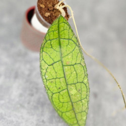 Hoya Clemensiorum Aceh ar #055