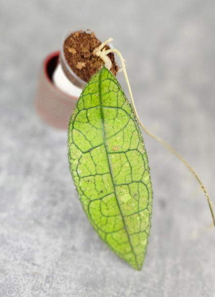 Hoya Clemensiorum Aceh ar #055 Hoya Clemensiorum Aceh ar #055