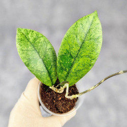 Hoya Clemensiorum Aceh ar #055