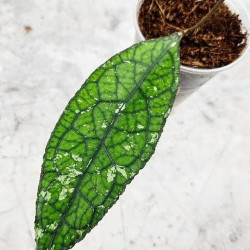 Hoya Clemensiorum Crocodile #001 