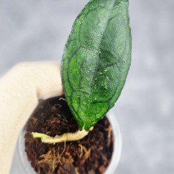 Hoya Clemensiorum Sarawak #002    