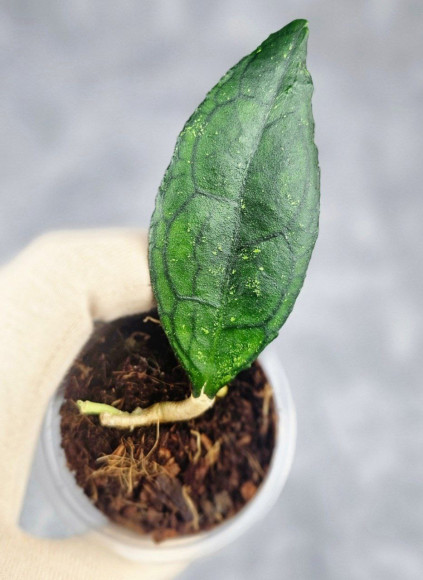 Hoya Clemensiorum Sarawak #002    