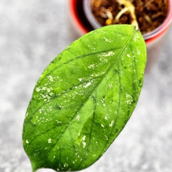 Hoya Tanggamus Round 