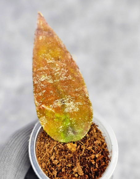 Hoya Caudata Aceh Red Leaf    