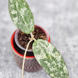 Hoya Caudata Aceh High Splash  