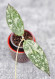 Hoya Caudata Aceh High Splash  