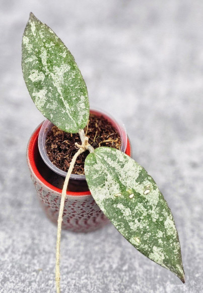 Hoya Caudata Aceh High Splash  