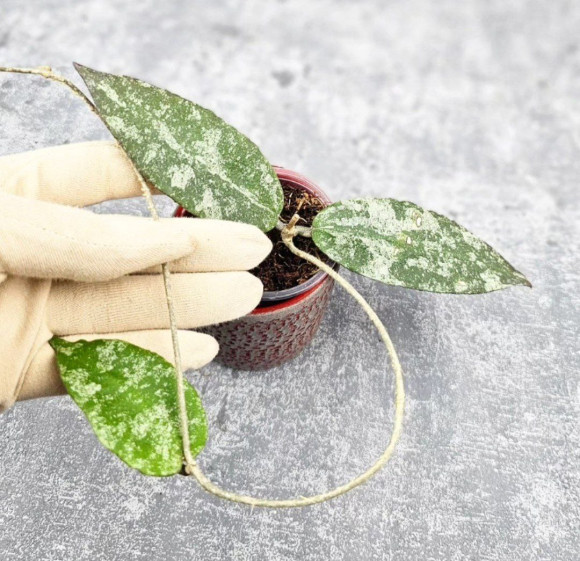 Hoya Caudata Aceh High Splash  