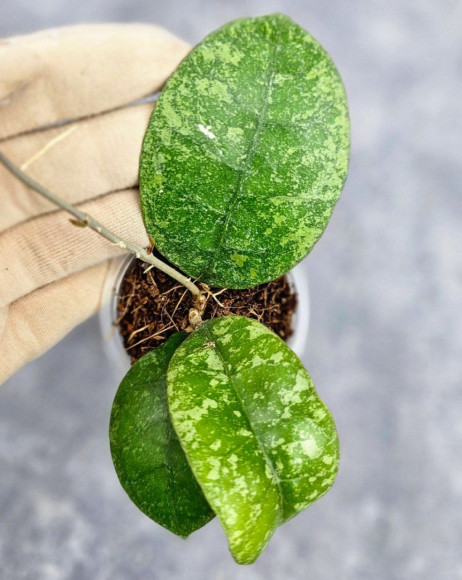 Hoya Sp Kalbar 