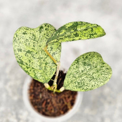 Hoya Deykeae Morning Day Silver  