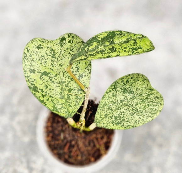 Hoya Deykeae Morning Day Silver  