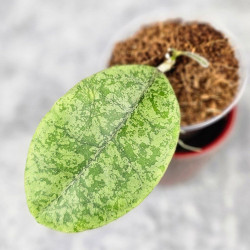 Hoya Forbesii Silver 