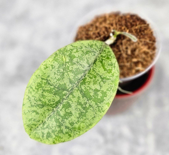 Hoya Forbesii Silver Hoya Forbesii Silver