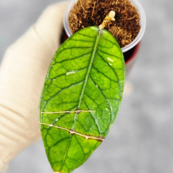 Hoya Sp.Aceh No Id 02 